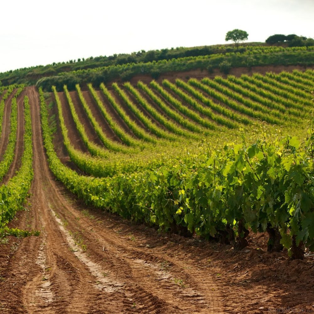 WhatsApp Image 2024-12-27 at 11.03.43 (3)